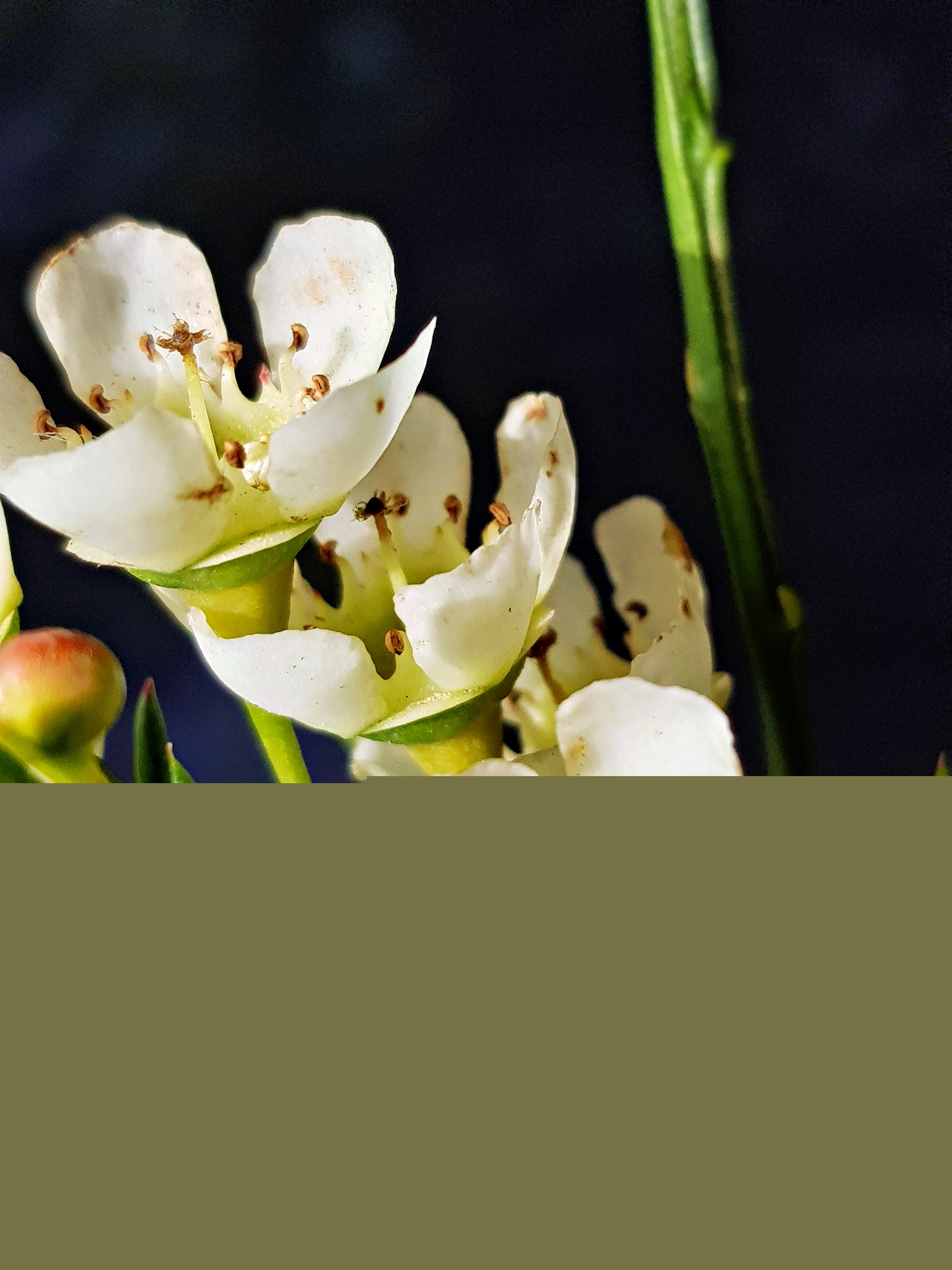 Stil mit weißen Blüten (c) k-h. Stil mit weißen Blüten